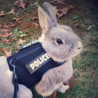 Логотип телеграм канала @poverty_and_dogs — нищета и собаки