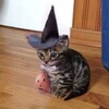 Логотип телеграм канала @powderuwu — 🎃порошок.18 🎃