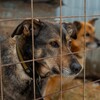 Логотип телеграм канала @pp_kovcheg — ПП «КОВЧЕГ» Ульяновск