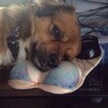 Логотип телеграм канала @pphhaapp — паблик хуйня, админ в психдиспансере