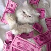 Логотип телеграм канала @pr_v_inside — Пиарщик в инсайдах