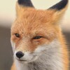 Логотип телеграм канала @praiseofstupidity — Похвала глупости