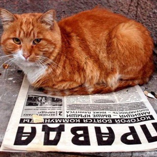 Логотип телеграм канала @pravda_i_kotiki — Правда и котики.