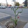 Логотип телеграм канала @praveevdolkukuruzy — Идем правее, на солнце, вдоль кукурузы
