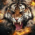 Telegram channel SESSIONS T20 REPORT TIGER 👑 logo