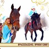 Логотип телеграм канала @premier_tmb — Премьер -частная конюшня Тамбов