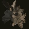 Логотип телеграм канала @prettywor1d — 𝔭𝔯𝔢𝔱𝔱𝔶 𝔴𝔬𝔯𝔩𝔡