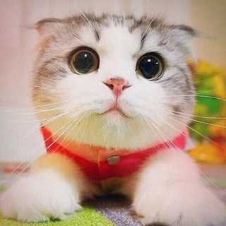 Логотип телеграм канала @prgrm_notes — Заметки программиста