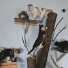 Логотип телеграм канала @prijut_nadejda — Приют для бездомных животных "Надежда Кузбасса"