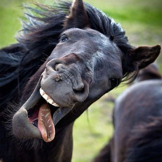 Логотип телеграм канала @prikolv1deo — Прикольные Видосы