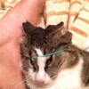 Логотип телеграм канала @prikolyismeshnyavki — Приколы на все случаи жизни