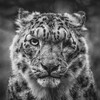 Логотип телеграм канала @priroda_nature1 — Real Nature