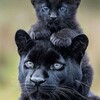 Логотип телеграм канала @prirodamleco — Природа млекопитающих🐅