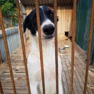 Логотип телеграм канала @priut_feniks_azov — Поможем животным🐕🐈 вместе! Ростов-на-Дону!