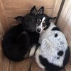Логотип телеграм канала @priutkostomuksha — Приют Костомукша