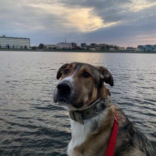 Логотип телеграм канала @priutskiynos — Приютский нос 🐶