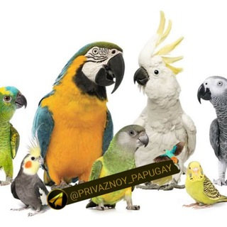 Telegram kanalining logotibi privaznoy_papugay — Привозной папугай 🦜