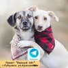 Логотип телеграм канала @priytvpies — Приют "Верный Пёс" г. Рубцовск. телеграм канал