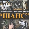Логотип телеграм канала @priyutshans — Приют «Шанс» для бездомных животных г. Заринск