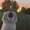 Логотип телеграм канала @priznavashkiiiii — 🌸Признавашки Урюпинска🌸