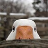 Логотип телеграм канала @pro_geese — Жареные гуси ✨