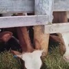 Логотип телеграм канала @prodajakrs70 — Продажа и подбор КРС мясного и молочного направления