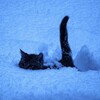Логотип телеграм канала @prodwawone — better call .wawøne
