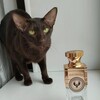 Логотип телеграм канала @prokotoviparfum — Про котов и парфюм
