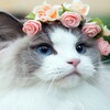 Логотип телеграм канала @promocodes04 — Скидки мамочки "Красота требует жертв"