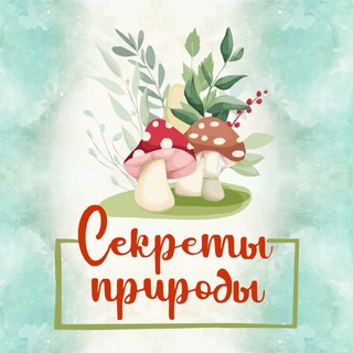 Логотип телеграм канала @prorodnaya_apteka — 🍄 МУХОМОРЫ | ЕЖОВИК | МИКРОДОЗИНГ🍄СЕКРЕТЫ ПРИРОДЫ