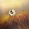 Логотип телеграм канала @proschas — Pro счастье🌻