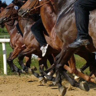 لوگوی کانال تلگرام protocolloequino — ProtocolloEquino