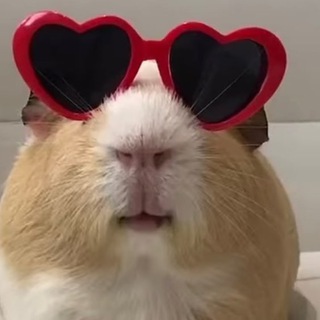Логотип телеграм канала @prvt_full — 🐹 ПЕРЕХОДНИК 🐹
