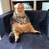 Логотип телеграм канала @pseudointellectualmemes — псевдоинтеллектуальные мемы (и постирония) для дебилов всех сортов