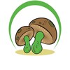 Logo of telegram channel psilocybinmushroomch — Mushroom & Polkadots Uk🇬🇧
