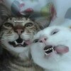 Логотип телеграм канала @pstvr1 — контора пастуха