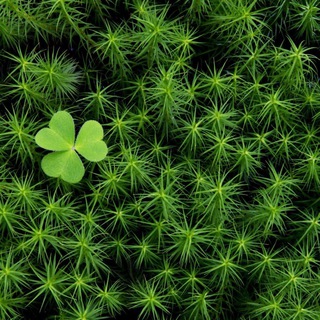 Логотип телеграм канала @psy_moss — Тропинка из мха💚