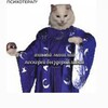 Логотип телеграм канала @psyandcats — Психиатрия и котики