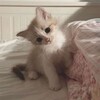 Логотип телеграм канала @psychocatss — психомемы <3