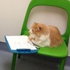 Логотип телеграм канала @psychology_cats — 🐾 Психология и котики