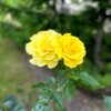 Логотип телеграм канала @psyconnector — Сад цветёт сам 🌳