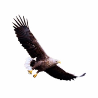 Логотип телеграм -каналу ptashkymadiara — Пташки Мадьяра