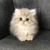 Логотип телеграм канала @ptenchikmlbb — Гнездо Птенца
