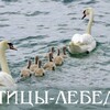 Логотип телеграм канала @ptitsylebedy — Птицы-лебеди.