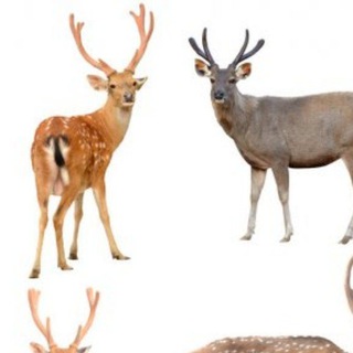 Логотип телеграм канала @pucrandom — random (рандом)