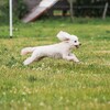 Логотип телеграм канала @pudelroxyy — пудель рокси