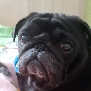Логотип телеграм канала @pug_chunya — pug_chunya🐽