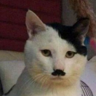 Logotipo del canal de telegramas pugnatorcanal - Gato Hitler