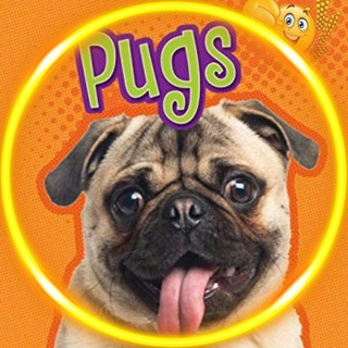 Логотип телеграм канала @pugs_dogs — Мопсы | Pugs 🐶