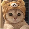 Логотип телеграм канала @pukhu_1 — Коробочка с котятами/пикчи